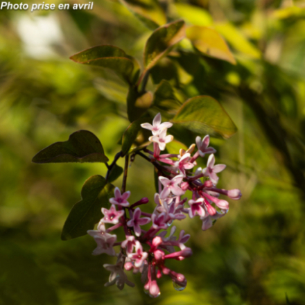 Syringa microphylla 'Superba'