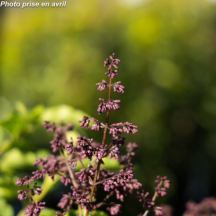 Syringa patula 'Miss Kim' - Lilas de Chine