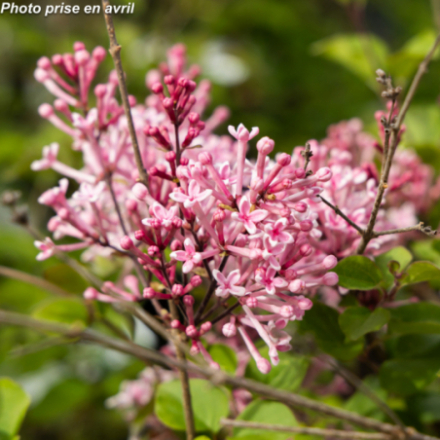 Syringa x 'Bloomerang® Pink Perfume'