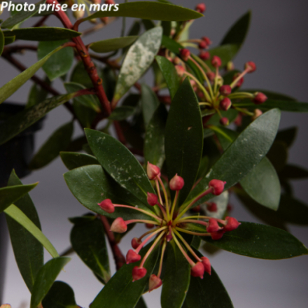 Tasmannia lanceolata