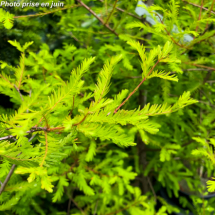 Taxodium distichum