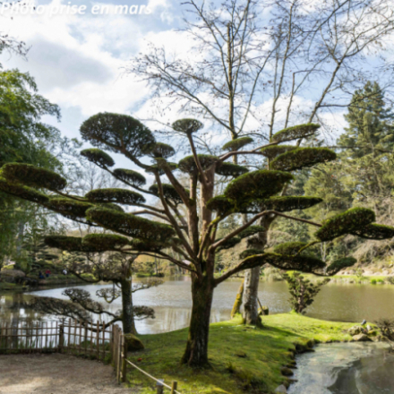 Taxus baccata - If commun