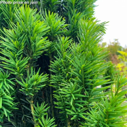 Taxus baccata 'Fastigiata'®...
