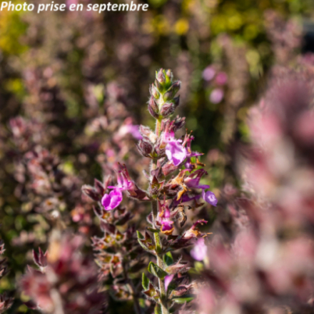Teucrium chamaedrys