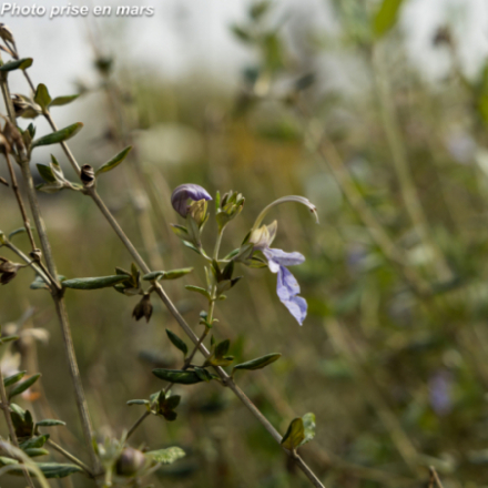 Teucrium fruticans 'Selection'