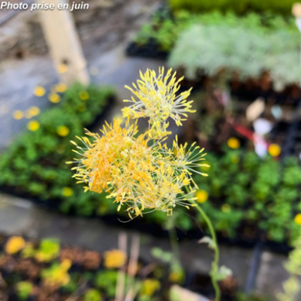 Thalictrum flavum 'Glaucum'