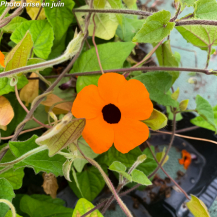 Thunbergia - Suzanne aux yeux noirs