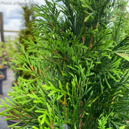 Thuya occidentalis 'Emeraude'
