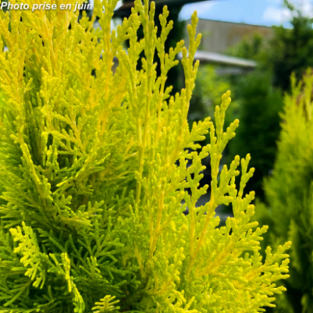 Thuya orientalis 'Pyramidalis Aurea'