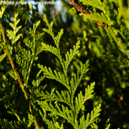 Thuya plicata 'Atrovirens'