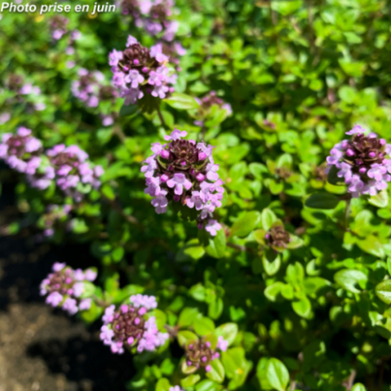 Thymus citriodorus - Thym...