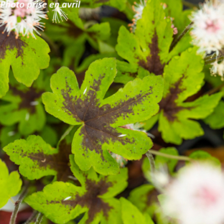 Tiarella 'Running Tiger'