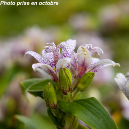 Tricyrtis hirta - Lis Orchidée