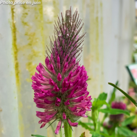 Trifolium rubens