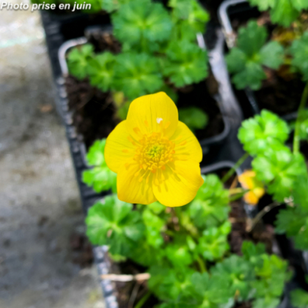 Trollius pumilus