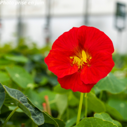 Tropaelum majus - Capucine naine