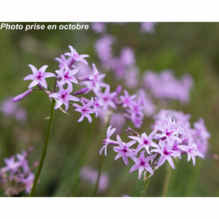 Tulbaghia violacea