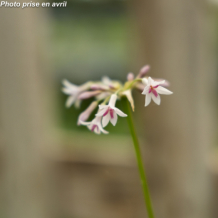 Tulbaghia violacea 'Alba'