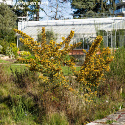 Ulex europaeus
