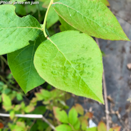 Vaccinium corymbosum 'Colour Bells Blue' - Myrtille