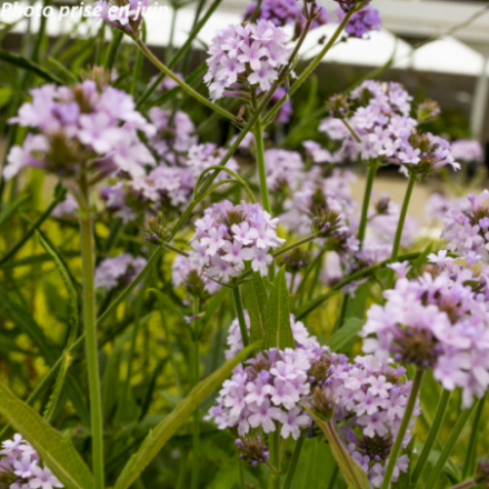 Verbena rigida 'Polaris'