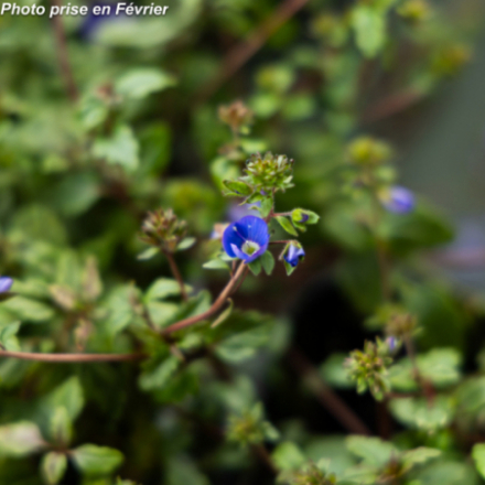 Veronica peduncularis 'Georgia Blue'