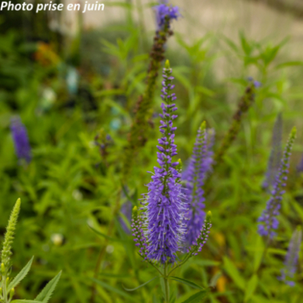 Veronica spicata 'Blue'