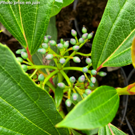 Viburnum davidii® - Viorne de David