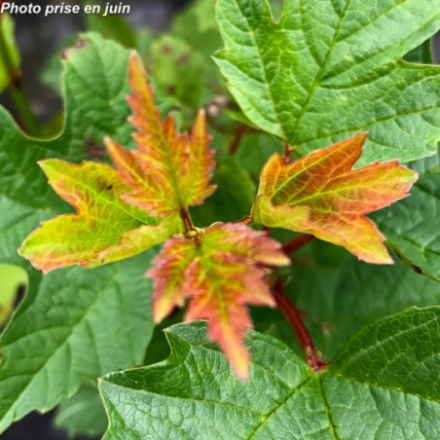 Viburnum opulus®
