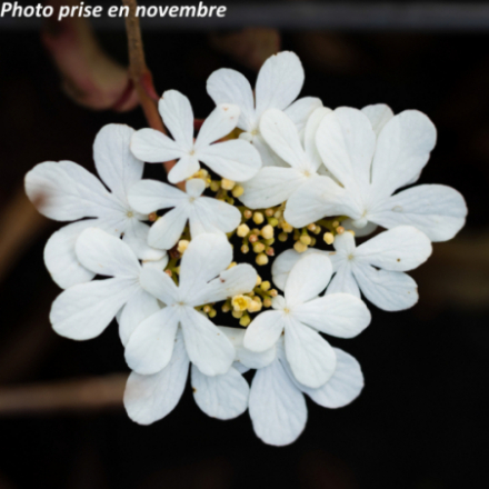 Viburnum plicatum 'Kilimandjaro' ® - Viorne de Chine