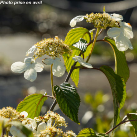 Viburnum plicatum 'Mariesii' ®