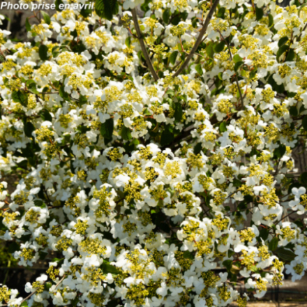 Viburnum plicatum 'Summer Snowflake' ®