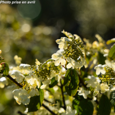 Viburnum plicatum 'Watanabe' ®