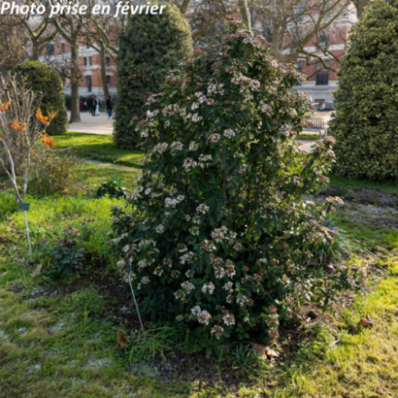 Viburnum tinus 'Gwenlian' ® - Laurier tin