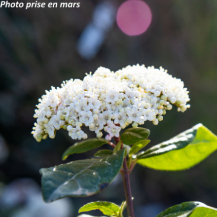 Viburnum tinus Lisarose® 'Loren' - Laurier tin