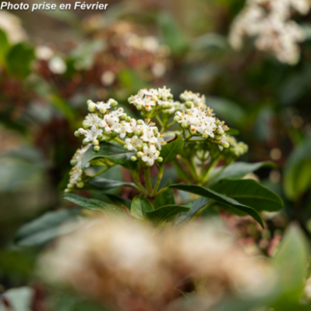 Viburnum tinus 'Spirit ® Anvi' - Laurier tin