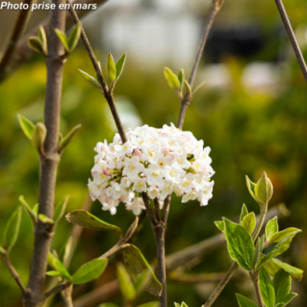 Viburnum x burkwoodii ® - Viorne de Burkwood