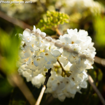 Viburnum x 'Eskimo' ® - Viorne