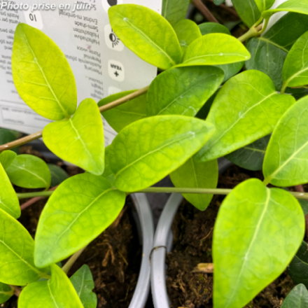 Vinca minor 'Alba Blanche'