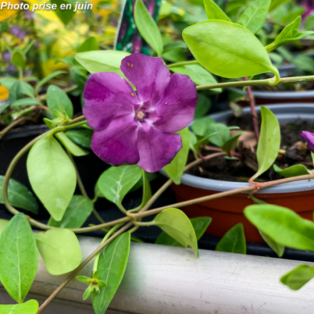 Vinca minor 'Atropurpurea'