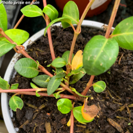 Vinca minor 'Bleu' - Petite Pervenche