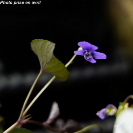 Viola labradorica