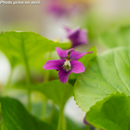 Viola sororia 'Rubra'