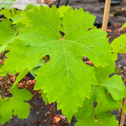 Vitis vinifera 'Italia' - Vigne