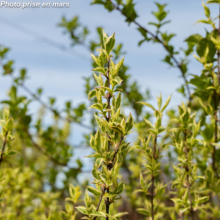 Weigelia florida 'Aureovariegata'