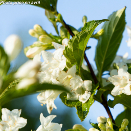 Weigelia florida 'Candida'