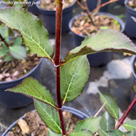 Weigelia florida 'Nana Purpurea'