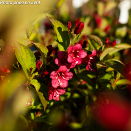 Weigelia x 'Bristol Ruby' - Weigélia