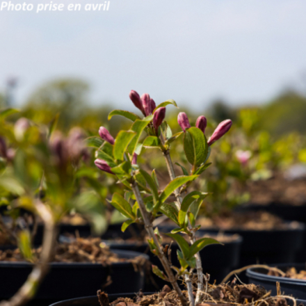 Weigelia x 'Pink Poppet® Plangen' - Weigélia
