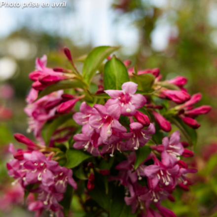 Weigelia x 'Stelzneri'
